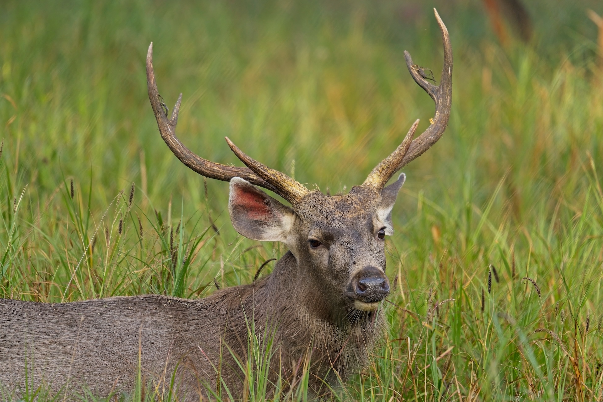 sambar deer By Anoop